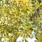 Hlohyňa šarlátová (Pyracantha) ´VARIEGATA´ - výška 70-90 cm, kont. C7L - NA KMIENKU